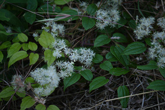 Clematis gouriana